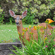 Deer