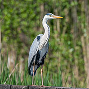 Herons