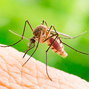 Mosquitoes