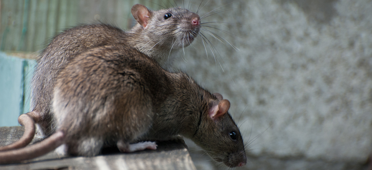 Rats