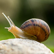 Snails