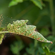 Spider mites