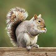 Squirrels