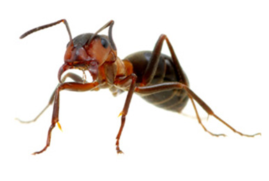 How to get rid of ants