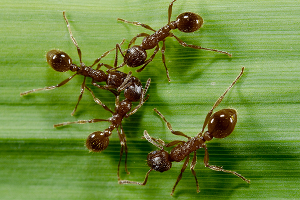 ANTS