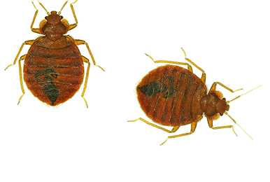 HOW TO GET RID OF BED BUGS