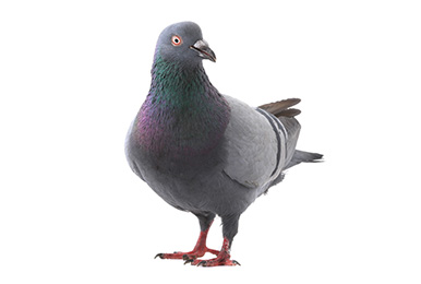 STOP BIRDS EATING GRASS SEED
