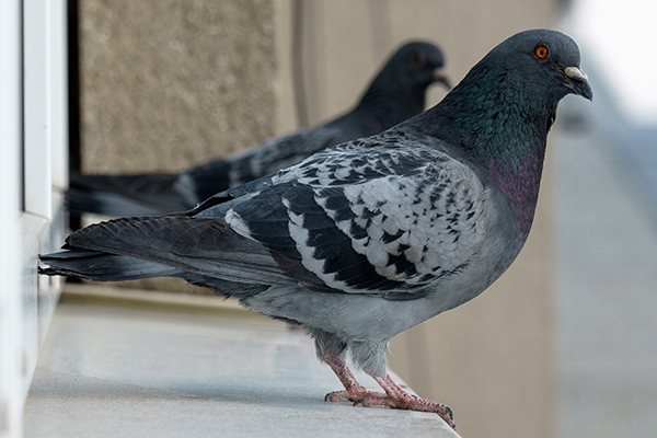BIRDS