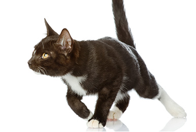 HOW CAN I STOP CATS COMING IN MY GARDEN?