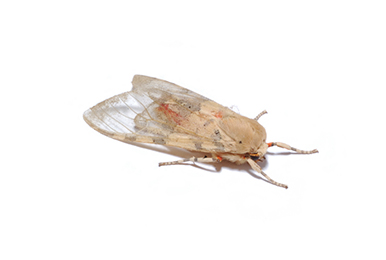MOTHS AND CLOTHES