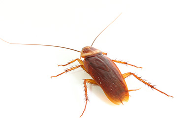 WHAT ARE PESTS USUALLY ATTRACTED TO?