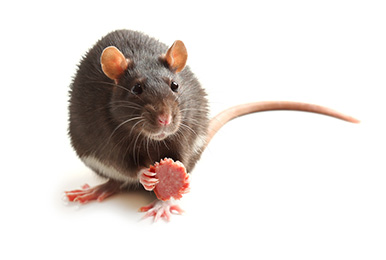 KEEP YOUR BINS  RODENT FREE THIS CHRISTMAS