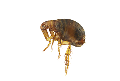 DO I HAVE FLEAS?