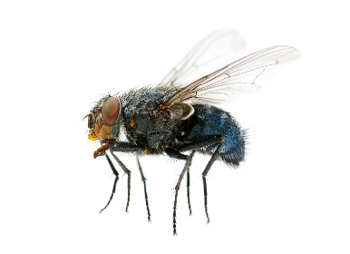 FLIES IN MY HOUSE