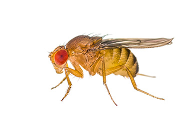FRUIT FLY SOLUTIONS