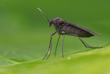 FUNGUS GNATS