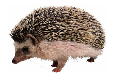 REMEMBER, REMEMBER HEDGEHOGS THIS NOVEMBER
