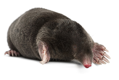 MOLES AND THEIR BURROWING HABITS