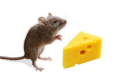 WHAT DO MICE EAT? DO MICE LIKE CHEESE? TOP TIPS ON BAITING MICE