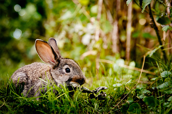 RABBITS