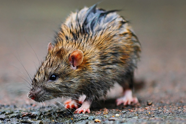 RATS