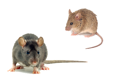WHAT ARE THE SIGNS OF RAT AND MOUSE ACTIVITY