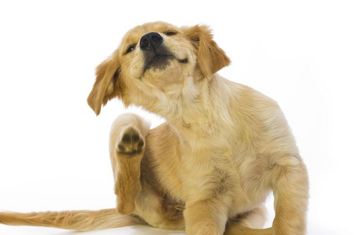 GETTING RID OF FLEAS