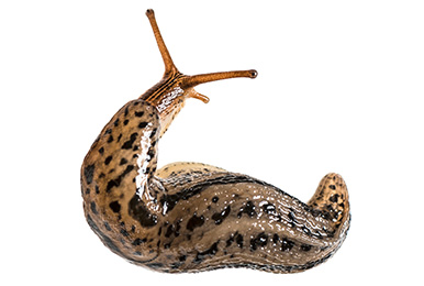 EVERYTHING YOU NEED TO KNOW ABOUT SLUGS AND HOW TO CONTROL THEM
