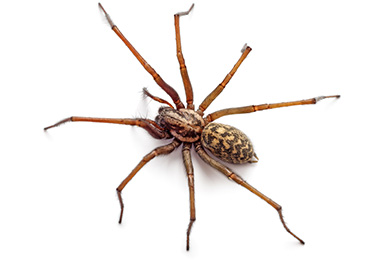 POPULAR UK SPIDERS