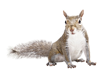 KEEP YOUR BIRD FEEDER RODENT FREE