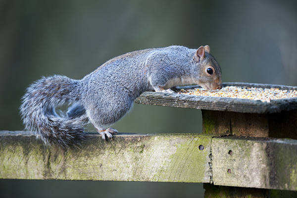 SQUIRRELS