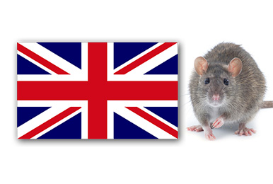 RAT POPULATIONS - TOP 10 UK CITIES