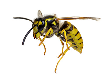 WASP - DOS AND DON'TS