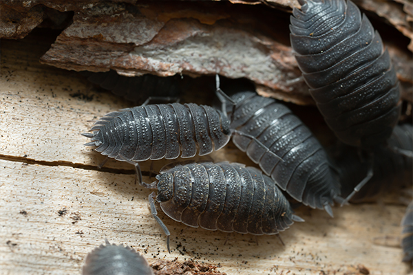 WOODLICE