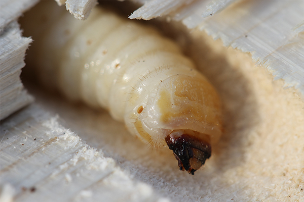 WOODWORM