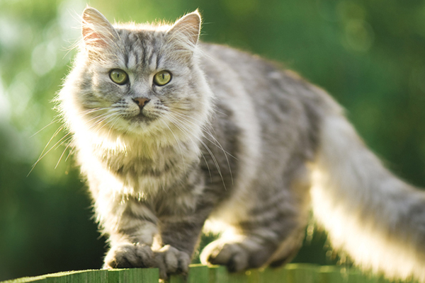 CATS