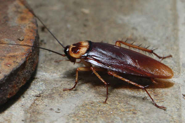 COCKROACHES
