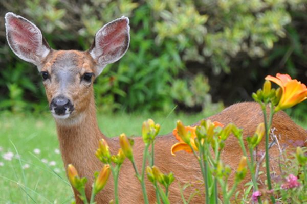 DEER