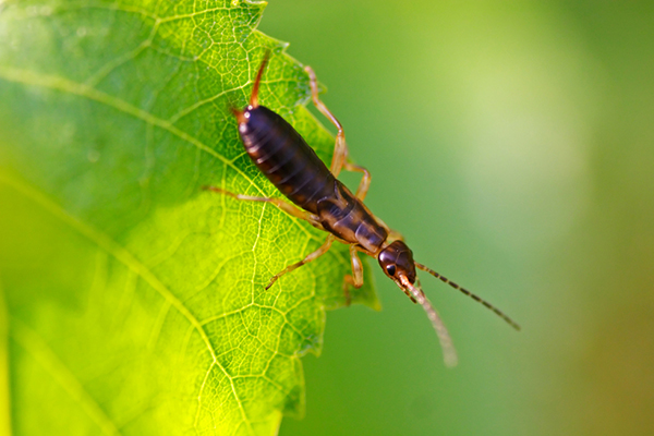 EARWIG