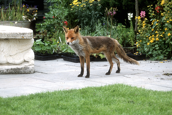 FOXES