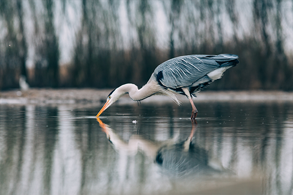 HERONS