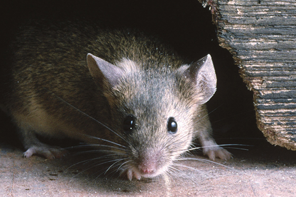 MICE